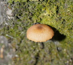 Entoloma readiae