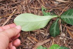 Breynia spatulifolia