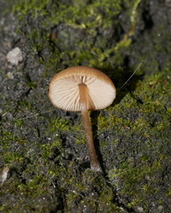 Entoloma readiae