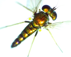 Condylostylus caudatus