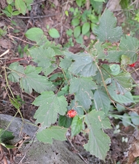 Rubus crataegifolius