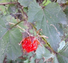 Rubus crataegifolius