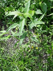 Rumex altissimus