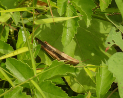 Acrididae