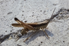 Schmidtiacris schmidti