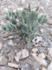 Christolea crassifolia
