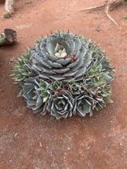 Agave flexispina
