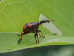 Strigapoderus javanicus