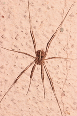 Metaphalangium