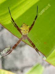 Argiope appensa