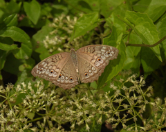 Junonia atlites