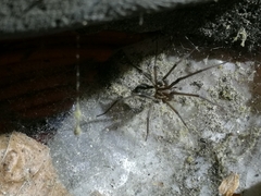 Araneae