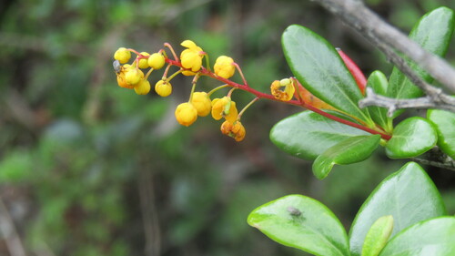 Berberis tabiensis