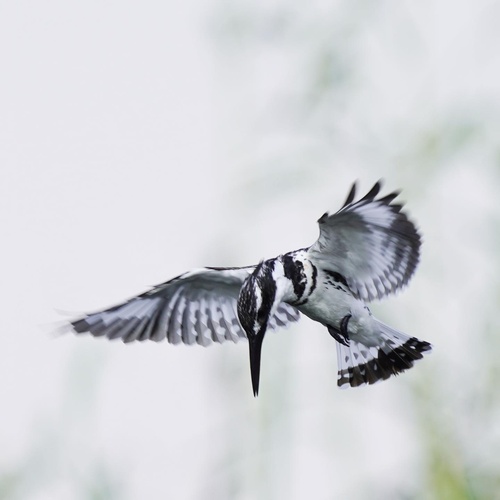 Pied Kingfisher