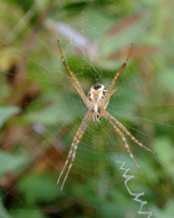 Argiope