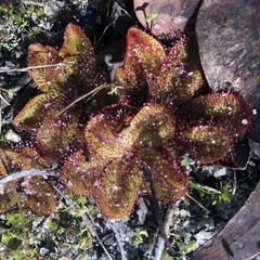 Drosera rosulata