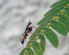 Odontomantis planiceps