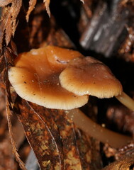 Lentinellus tasmanicus