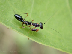 Odontomantis planiceps