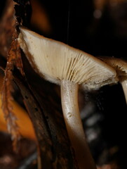 Lentinellus tasmanicus