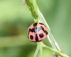 Cheilomenes sexmaculata