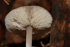 Lentinellus tasmanicus