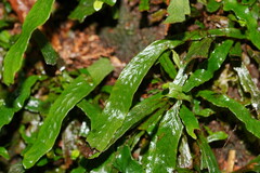 Notogrammitis billardierei