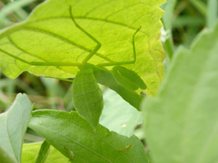 Hierodula patellifera