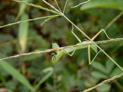 Hierodula patellifera