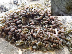 Enchylium polycarpon