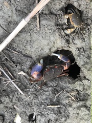 Chasmagnathus convexus