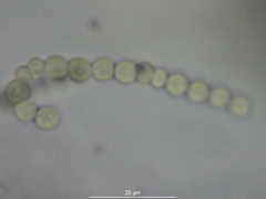 Enchylium polycarpon