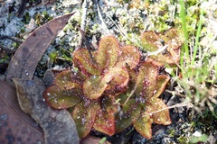 Drosera rosulata