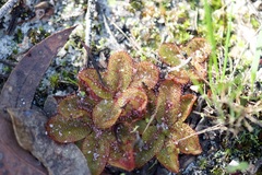 Drosera rosulata