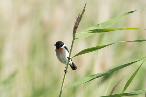 Siberian Stonechat (Saxicola maurus), photo 9