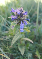 Nepeta coerulescens