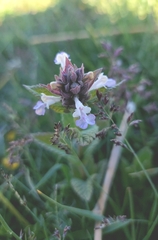 Nepeta coerulescens