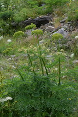 Molopospermum peloponnesiacum