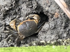 Chasmagnathus convexus