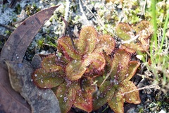 Drosera rosulata