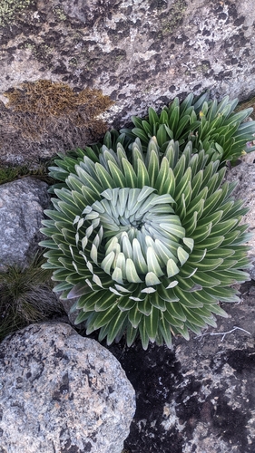 Image of Lobelia deckenii by no rights reserved