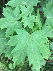Acer platanoides
