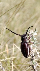 Eodorcadion carinatum