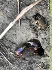 Chasmagnathus convexus