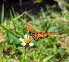 Acraea terpsicore