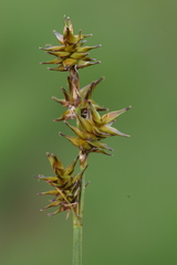 Stellulatae