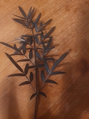 Polyscias sambucifolia