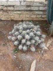 Echinocereus cinerascens