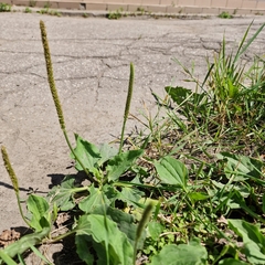 Plantago major
