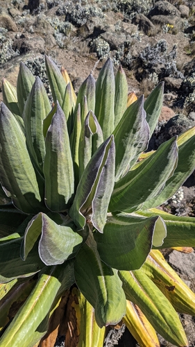 Image of Dendrosenecio kilimanjari by no rights reserved